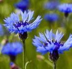 Korenbloem ‘Blue Boy’ zaden, Ophalen of Verzenden, Voorjaar, Volle zon, Zaad