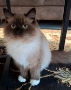 Mooie Ragdoll kitten, Poes, Ontwormd, 0 tot 2 jaar