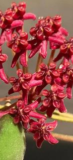 Hoya Carmelae  🌱, Bloeiende kamerplant, Ophalen of Verzenden, Halfschaduw, Minder dan 100 cm