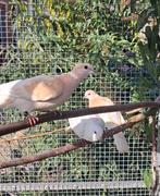 Handtamme Tortelduiven