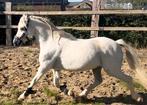 11 jarige welsh, Ruin, Zadelmak, B pony (1.17m tot 1.27m), 11 jaar of ouder