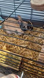 Lief konijntje, Dieren en Toebehoren, Konijnen, Mannelijk, Dwerg