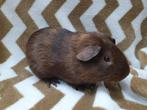Jonge cavia zeugjes en beertjes, Dieren en Toebehoren, Knaagdieren, Cavia, November, Meerdere dieren, Tam