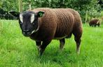 Beste Dassenkop rammen te koop, Mannelijk, Schaap