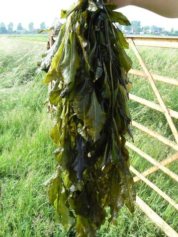 Zuurstofplanten: Vijver beschikbaar voor biedingen