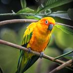 Postzegels gevraagd, Postzegels en Munten, Ophalen, Nederland en Buitenland