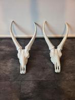 Kunststof Schedels Deco - 48x28 cm, Ophalen, Nieuw