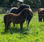 Shetlandpony hengstveulen grote maat zwart, Dieren en Toebehoren, Pony's, Niet van toepassing, 0 tot 2 jaar, Hengst, A pony (tot 1.17m)