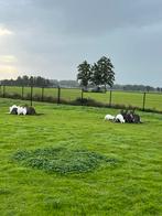 Wallaby kangoeroe, Dieren en Toebehoren, Juli, Meerdere dieren