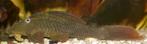 L-Nummers: L137 Hypostomus soniae, Vis, Zoetwatervis
