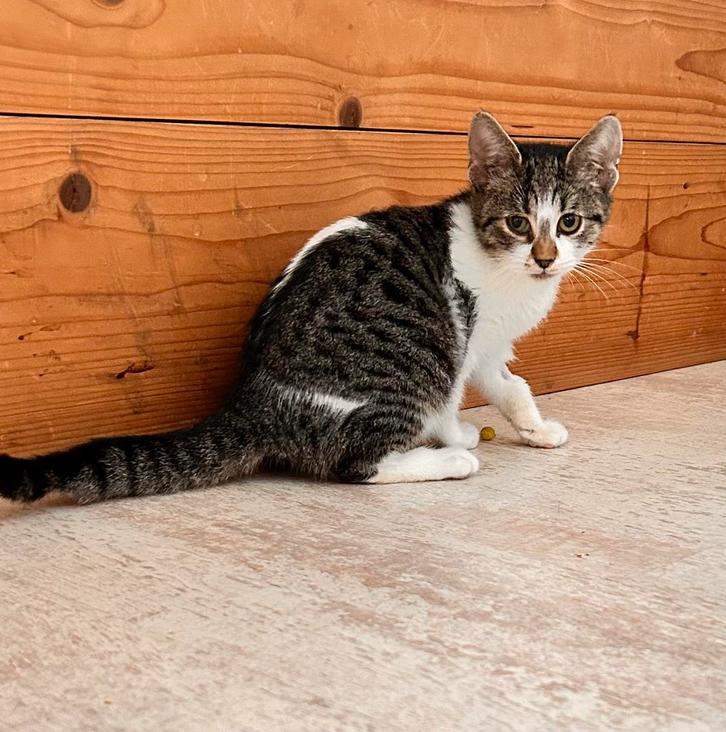 Dapper klein kitten poesje 4 maanden, Dieren en Toebehoren, Katten en Kittens | Overige Katten, Kortharig, Poes, 0 tot 2 jaar
