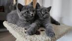 Britse korthaar kittens, Dieren en Toebehoren, Katten en Kittens | Raskatten | Korthaar, Met stamboom