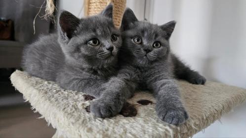 Britse korthaar kittens, Dieren en Toebehoren, Katten en Kittens | Raskatten | Korthaar, Met stamboom