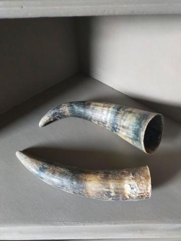 Decoratieve koeienhoorns hoorns beschikbaar voor biedingen