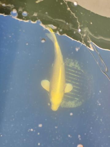 Koi Yamabuki Izumiya 35/40 beschikbaar voor biedingen