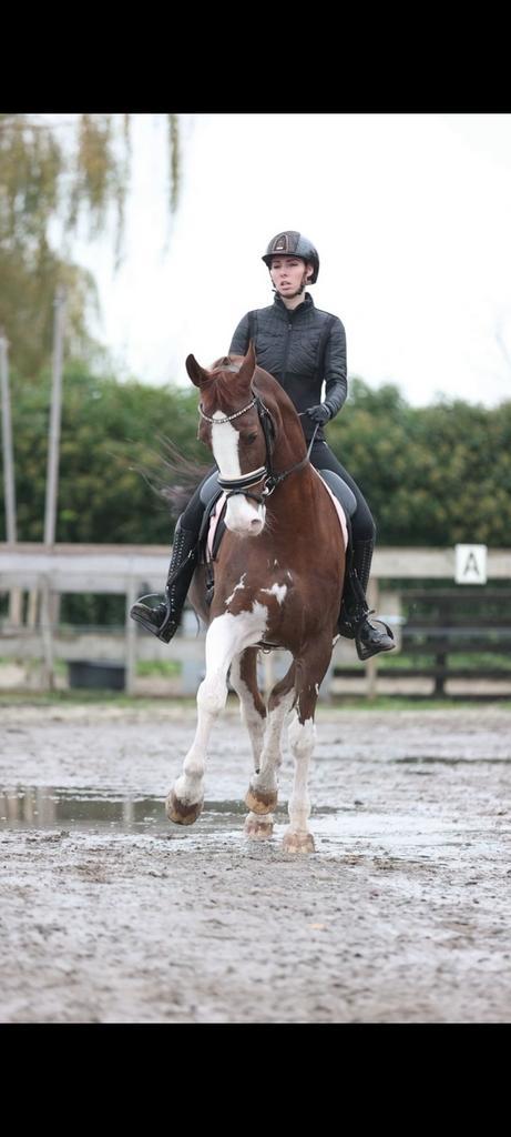 Purarazadivino. Instructie, shows en clinics en meer., Diensten en Vakmensen, Dieren | Paarden | Verzorging, Oppas en Les, Gedragstraining