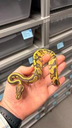 Leopard Orange Dream Hypo 66% Het Piebald ball python, Dieren en Toebehoren, Reptielen en Amfibieën, Slang, Tam, 0 tot 2 jaar