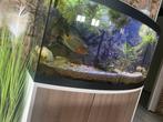 Te koop vieja ciclide, Dieren en Toebehoren, Ophalen of Verzenden, Zo goed als nieuw, Leeg aquarium