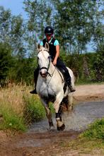 Wij hebben diverse lease paarden en pony's beschikbaar!, Dieren en Toebehoren, Ophalen of Verzenden, Nieuw