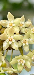 HOYA ‘RANGSAN’, Ophalen of Verzenden, In pot, Halfschaduw, Minder dan 100 cm