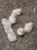 Poule de Bresse kuikens, Meerdere dieren, Kip