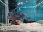 Flowerhorn Red Pearl Cichlide, Dieren en Toebehoren, Vis, Zoetwatervis