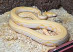 0.1 dwarf lavender super sunfire genetic stripe, Slang, 3 tot 6 jaar