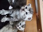 Kittens Brits silver nog 1 kater bb, Dieren en Toebehoren, Katten en Kittens | Raskatten | Korthaar, Meerdere dieren, Ontwormd