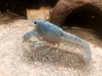 Halfvolwassen Blauwe Florida kreeften te koop., Kreeft, Krab of Garnaal, Zoetwatervis