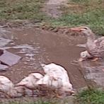 Eenden loopeenden kwaker, Dieren en Toebehoren, Pluimvee, Meerdere dieren, Eend
