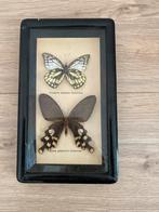 Opgezette vlinders in lijst Taxidermie, Dieren en Toebehoren, Insecten en Spinnen, Vlinders of Rupsen
