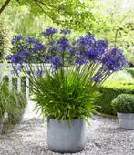 dahlia's, kuipplanten, Tuin en Terras, Planten | Tuinplanten, Volle zon, Vaste plant, Zomer, Ophalen