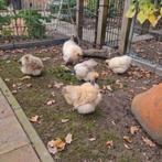 Zijdehoen kriel usa citroen kleur, Dieren en Toebehoren, Vrouwelijk, Kip