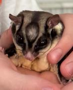 2 sugargliders suikereekoorn inclusief kooi, Dieren en Toebehoren, Overige Dieren, Januari, Mannelijk