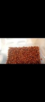 Redrunners mix, 25gr=4,30, Dieren en Toebehoren, Insecten en Spinnen, Overige soorten