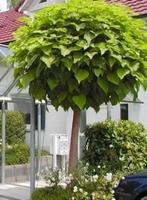 Boltrompetboom, Catalpa  met 3 jarige kroon, Ophalen of Verzenden, 100 tot 250 cm