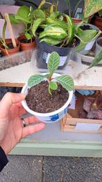 Madagascar Jewel 🍀🍀🍀, Huis en Inrichting, Kamerplanten, Ophalen, Overige soorten, Minder dan 100 cm