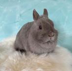 Kleurdwerg voedster, Dieren en Toebehoren, Konijnen, Vrouwelijk, Dwerg