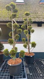 Cypressocyparis ‘golden rider’ nu 10% korting vormboom, Tuin en Terras, Overige soorten, Lente, Minder dan 100 cm, Ophalen