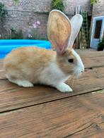 Jonge Vlaamse Reuzen, Dieren en Toebehoren, Meerdere dieren, Groot