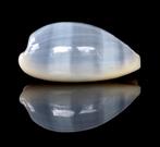 Schelpen: Cypraea errones azurea 27,5mm (F+++/Gem) Zeldzaam, Ophalen of Verzenden, Schelp(en)