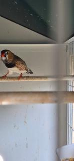 Zebravink man, Dieren en Toebehoren, Mannelijk, Tropenvogel