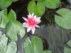 Waterlelies en waterpest, Tuin en Terras, Ophalen