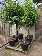 CITRUSBOMEN (CITROEN, MANDARIJN, LIMOEN OF SINAASAPPEL), In pot, Halfschaduw, Lente, 100 tot 250 cm