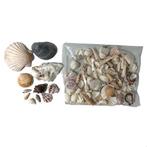 ZOMER decoratie strand schelpen zomerdecoratie, Versiering, Ophalen of Verzenden, X, Overige
