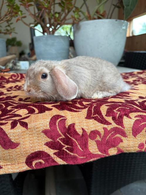 Lieve jonge Nederlands Hangoor Dwerg voedsters, Dieren en Toebehoren, Konijnen, Dwerg, Vrouwelijk, 0 tot 2 jaar, Hangoor