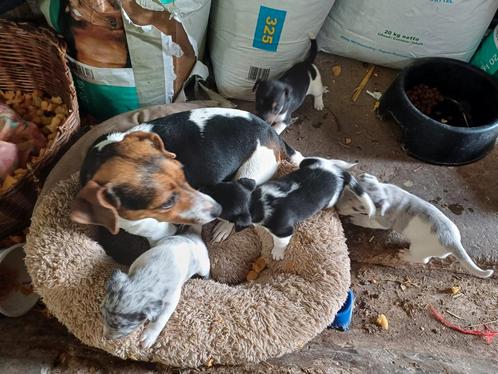 Jack R x (JR x boerenfo)  huiselijk Boutersem België, Dieren en Toebehoren, Honden | Jack Russells en Terriërs, Meerdere dieren