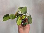 Philodendron scandens brasil, Huis en Inrichting, Kamerplanten, Ophalen of Verzenden, Overige soorten, Minder dan 100 cm
