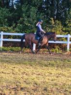 Verozrgpony/paard gezocht in de regio Cuijk!, Ophalen