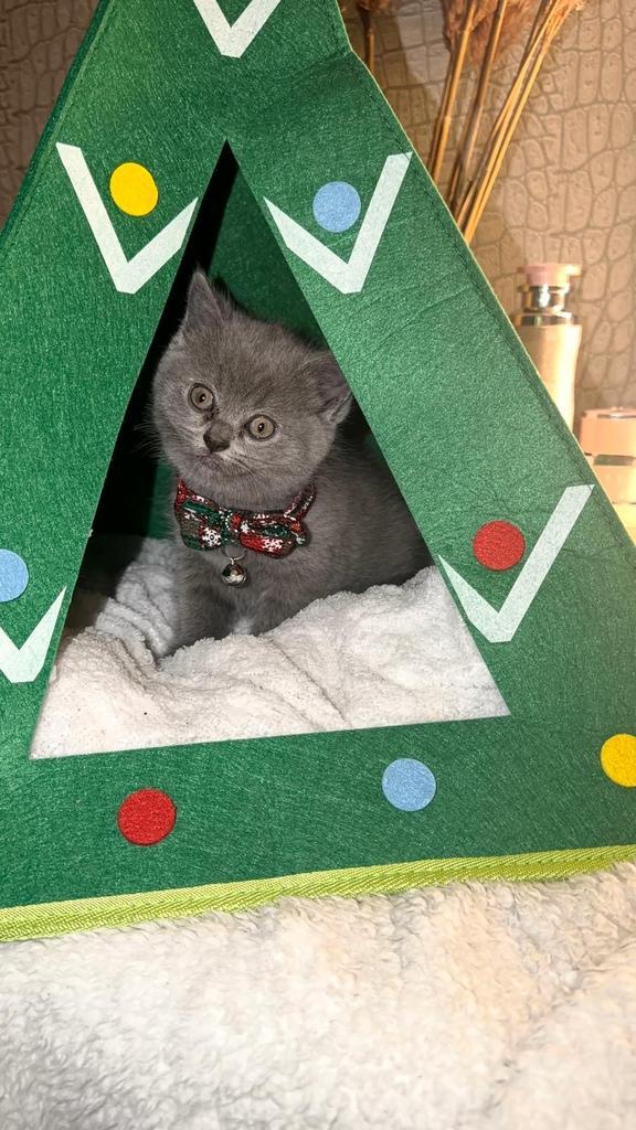 Britse korthaar kittens blauw 8 weken mogen weg, Dieren en Toebehoren, Katten en Kittens | Raskatten | Langhaar, Meerdere dieren